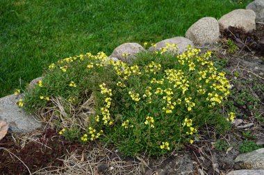 Erysimum pulchellum with yellow flowers in April. Erysimum, or wallflower, is a genus of flowering plants in the cabbage family, Brassicaceae. Berlin, Germany
