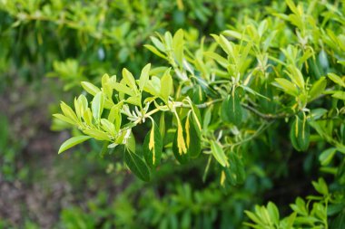 Euonymus japonicus in April in the garden. Euonymus japonicus, evergreen spindle or Japanese spindle, is a species of flowering plant in the family Celastraceae. Berlin, Germany 