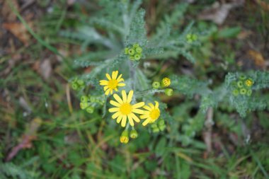 Senecio vernalis blooms with yellow flowers in April. Senecio vernalis is one of the European species of Senecio, an annual that is also known as eastern groundsel. Berlin, Germany