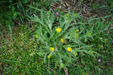 Senecio vernalis blooms with yellow flowers in April. Senecio vernalis is one of the European species of Senecio, an annual that is also known as eastern groundsel. Berlin, Germany