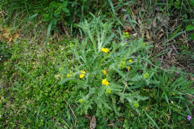 Senecio vernalis blooms with yellow flowers in April. Senecio vernalis is one of the European species of Senecio, an annual that is also known as eastern groundsel. Berlin, Germany