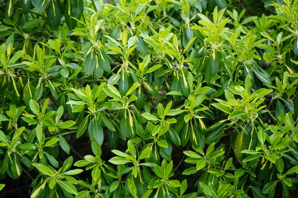Euonymus japonicus in April in the garden. Euonymus japonicus, evergreen spindle or Japanese spindle, is a species of flowering plant in the family Celastraceae. Berlin, Germany 