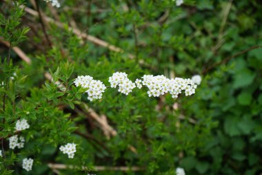 Spiraea bushes bloom with white flowers in April. Spiraea, spirea, meadowsweets or steeplebushes, is a species of flowering plant in the rose family, Rosaceae.  Berlin, Germany