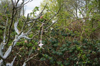 A pacifier tree is used to make it easier for a toddler to be weaned from the pacifier. Kaulsdorf, Marzahn-Hellersdorf, Berlin, Germany 