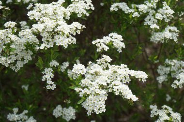 Spiraea bushes bloom with white flowers in April. Spiraea, spirea, meadowsweets or steeplebushes, is a species of flowering plant in the rose family, Rosaceae.  Berlin, Germany 