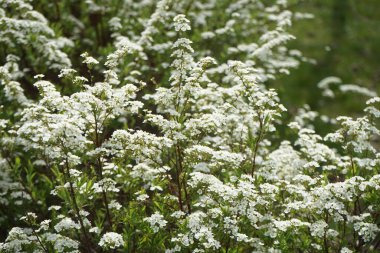 Spiraea bushes bloom with white flowers in April. Spiraea, spirea, meadowsweets or steeplebushes, is a species of flowering plant in the rose family, Rosaceae.  Berlin, Germany 