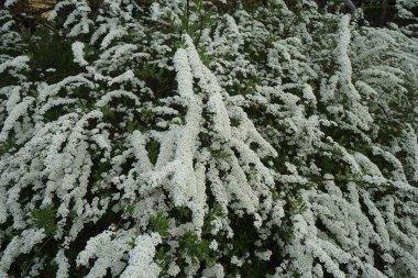 Spiraea bushes bloom with white flowers in April. Spiraea, spirea, meadowsweets or steeplebushes, is a species of flowering plant in the rose family, Rosaceae.  Berlin, Germany 