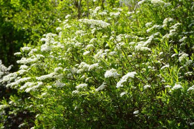 Spiraea bushes bloom with white flowers in April. Spiraea, spirea, meadowsweets or steeplebushes, is a species of flowering plant in the rose family, Rosaceae.  Berlin, Germany 