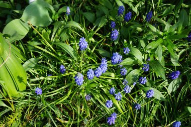 Muscari armeniacum in the garden in spring. Muscari armeniacum is a species of flowering plant in the squill subfamily Scilloideae of the asparagus family Asparagaceae. Berlin, Germany