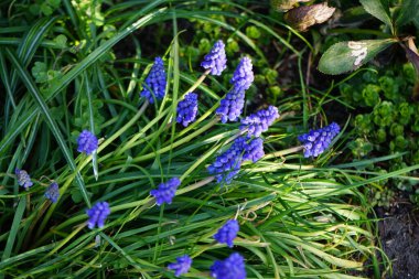 Muscari armeniacum in the garden in spring. Muscari armeniacum is a species of flowering plant in the squill subfamily Scilloideae of the asparagus family Asparagaceae. Berlin, Germany