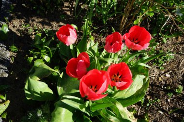 Red tulips 'Van Eijk' blooming in the garden in spring. The tulip, Tulipa, is a member of the lily family, Liliaceae. Berlin, Germany