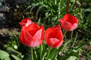 Red tulips 'Van Eijk' blooming in the garden in spring. The tulip, Tulipa, is a member of the lily family, Liliaceae. Berlin, Germany 