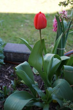 Red tulips 'Van Eijk' blooming in the garden in spring. The tulip, Tulipa, is a member of the lily family, Liliaceae. Berlin, Germany