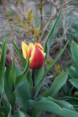 Triumph tulip 'Kees Nelis' yellow-red blooms in the garden in spring. The tulip is a member of the lily family, Liliaceae. Berlin, Germany 