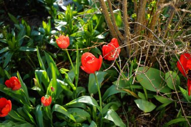 Red tulips Seadov bloom in the garden in spring. The tulip, Tulipa, is a member of the lily family, Liliaceae. Berlin, Germany