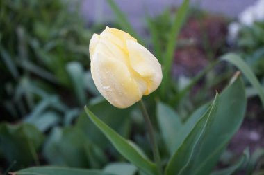 Cream colored tulip blooms in April in the garden. The tulip is a member of the lily family, Liliaceae. Berlin, Germany