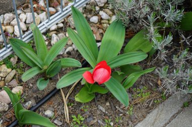 A red tulip against a background of lavender blooms in April in the garden. The tulip is a member of the lily family, Liliaceae. Berlin, Germany 