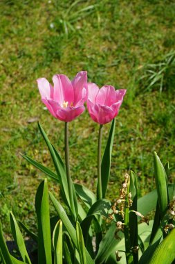 Triumph pink tulips in the garden in spring. The tulip, Tulipa, is a member of the lily family, Liliaceae. Berlin, Germany  