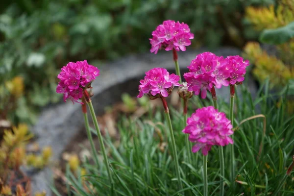 Armeria maritima in the garden in spring. Armeria maritima, the thrift, sea thrift or sea pink, is a species of flowering plant in the family Plumbaginaceae. Berlin, Germany 