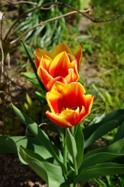 Triumph tulip 'Kees Nelis' yellow-red blooms in the garden in spring. The tulip is a member of the lily family, Liliaceae. Berlin, Germany 