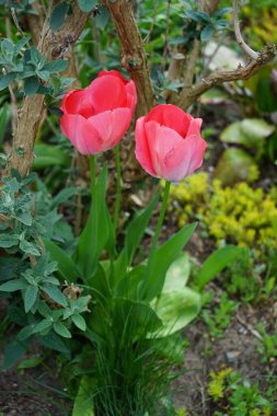 Red tulips 'Van Eijk' blooming in the garden in spring. The tulip, Tulipa, is a member of the lily family, Liliaceae. Berlin, Germany 