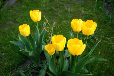Yellow Triumph tulips surround white Magnolia stellata in spring in the garden. The tulip is a member of the lily family, Liliaceae. Magnolia stellata, the star magnolia, is a slow-growing shrub or small tree in the family Magnoliaceae. Berlin 