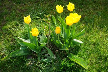 Yellow Triumph tulips surround white Magnolia stellata in spring in the garden. The tulip is a member of the lily family, Liliaceae. Magnolia stellata, the star magnolia, is a slow-growing shrub or small tree in the family Magnoliaceae. Berlin 