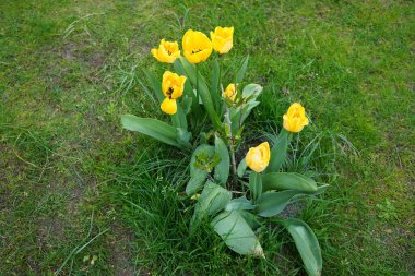 Yellow Triumph tulips surround white Magnolia stellata in spring in the garden. The tulip is a member of the lily family, Liliaceae. Magnolia stellata, the star magnolia, is a slow-growing shrub or small tree in the family Magnoliaceae. Berlin 