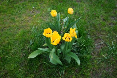 Yellow Triumph tulips surround white Magnolia stellata in spring in the garden. The tulip is a member of the lily family, Liliaceae. Magnolia stellata, the star magnolia, is a slow-growing shrub or small tree in the family Magnoliaceae. Berlin 