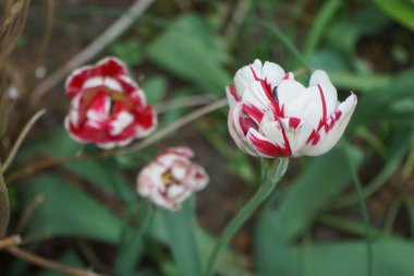 Double late tulip 