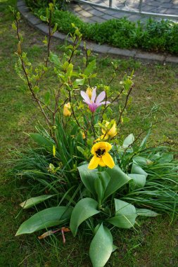 Yellow Triumph tulips surround pink Magnolia liliiflora Susan in spring in the garden. The tulip is a member of the lily family, Liliaceae. Magnolia liliiflora, woody-orchid, Mulan-, purple-, red-, lily-, tulip- and Jane magnolia, is a small tree. 