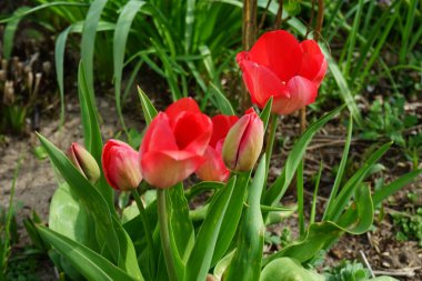Red tulips 'Van Eijk' blooming in the garden in spring. The tulip, Tulipa, is a member of the lily family, Liliaceae. Berlin, Germany 