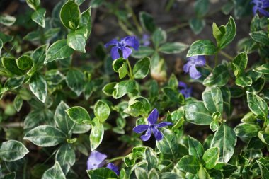 Vinca minor 'Ralph Shugert' in the garden in spring. Vinca minor, lesser periwinkle or dwarf periwinkle, is a species of flowering plant in the dogbane family. Berlin, Germany