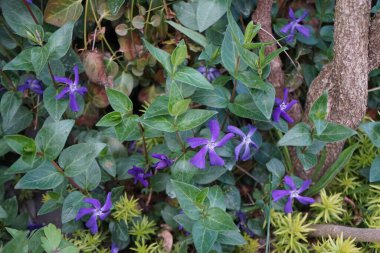 Blue flowers of Vinca minor in spring. Vinca minor, common names lesser periwinkle or dwarf periwinkle, is a species of flowering plant in the dogbane family. Berlin, Germany