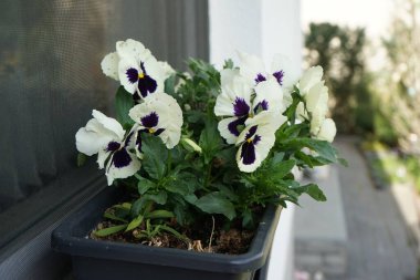 Viola x wittrockiana white and purple flowers in a flower box on a windowsill in April. The garden pansy, Viola x wittrockiana, is a type of large-flowered hybrid plant cultivated as a garden flower. Berlin, Germany