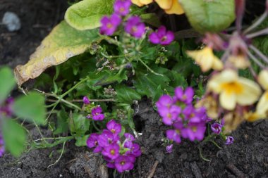 Purple flowers of Arabis blepharophylla in the garden in May. Arabis blepharophylla is a species of rock cress known by the common names coast rock cress and rose rock cress. Berlin, Germany 