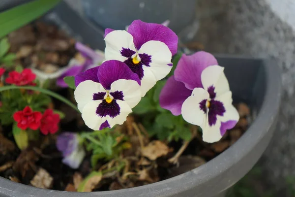 Viola x wittrockiana white and burgundy flowers in a flower box on a windowsill in April. The garden pansy, Viola x wittrockiana, is a type of large-flowered hybrid plant cultivated as a garden flower. Berlin, Germany