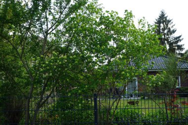Mayısta çiçek açan Viburnum Opulus çalısı. Viburnum opulus, Adoxaceae familyasından bir çicek türü. Berlin, Almanya