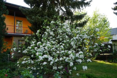 Chaenomeles x superba 