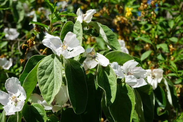 Cydonia oblonga blooms with white flowers in May. The quince, Cydonia oblonga, is the sole member of the genus Cydonia in the Malinae subtribe of the Rosaceae family. Berlin, Germany