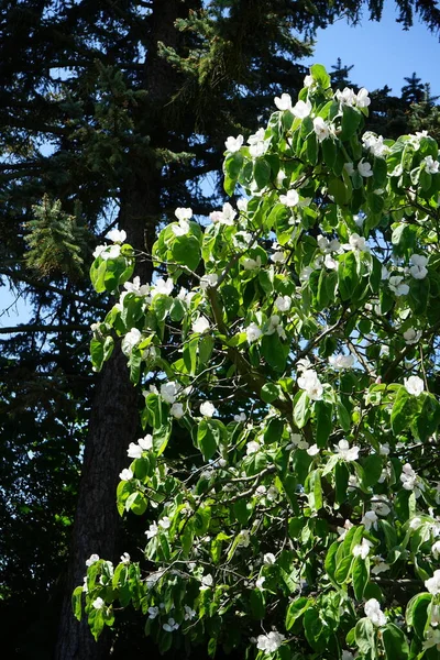Cydonia oblonga blooms with white flowers in May. The quince, Cydonia oblonga, is the sole member of the genus Cydonia in the Malinae subtribe of the Rosaceae family. Berlin, Germany