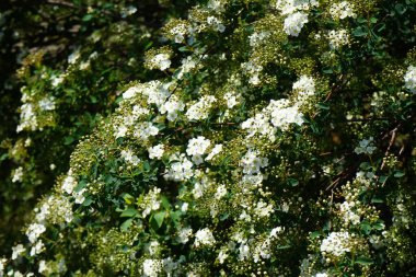 Spiraea vanhouttei blooms with white flowers in May. Spiraea, spirea, meadowsweets or steeplebushes, is a species of flowering plant in the rose family, Rosaceae. Berlin, Germany 