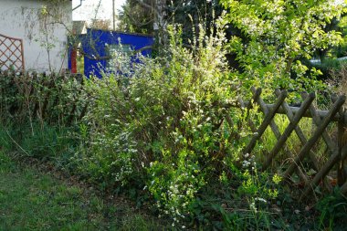 Blooming Spiraea x cinerea by the fence in May. Spiraea x cinerea is a species of flowering plant in the rose family. Berlin, Germany