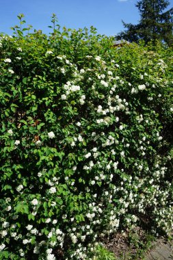 Spiraea vanhouttei blooms with white flowers in May. Spiraea, spirea, meadowsweets or steeplebushes, is a species of flowering plant in the rose family, Rosaceae. Berlin, Germany 