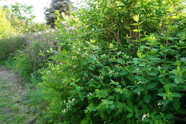Lonicera xylosteum blooms with white and yellow flowers in the park in May. Lonicera xylosteum, fly honeysuckle, European fly honeysuckle, dwarf honeysuckle or fly woodbine is a deciduous shrub. Berlin, Germany 
