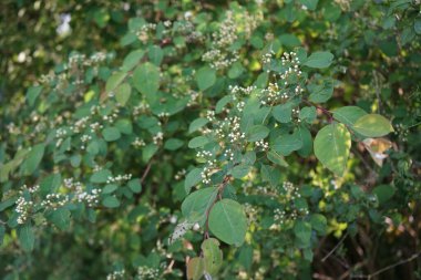 Lonicera xylosteum blooms in the park in May. Lonicera xylosteum, fly honeysuckle, European fly honeysuckle, dwarf honeysuckle or fly woodbine is a deciduous shrub. Berlin, Germany