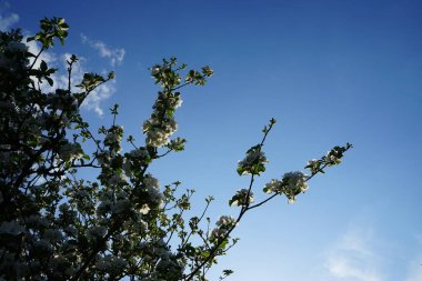 Flowering wild crab apple tree, Malus sylvestris, in May. Malus sylvestris, the European crab apple, is a species of the genus Malus. Berlin, Germany