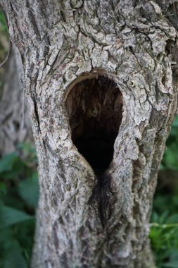 A hollow in a tree. Berlin, Germany