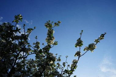 Flowering wild crab apple tree, Malus sylvestris, in May. Malus sylvestris, the European crab apple, is a species of the genus Malus. Berlin, Germany