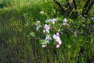 Flowering apple tree, Malus spp., in May. Malus is a genus of small deciduous trees or shrubs in the family Rosaceae. Berlin, Germany 